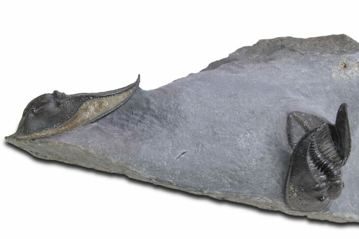 Double Scotoharpes Trilobite Specimen - Boudib, Morocco #359154